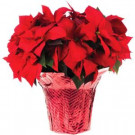 #10 Live Poinsettia (In-Store Only)