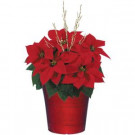 3.54 qt. Bella Upgraded Poinsettia (In-Store Only)